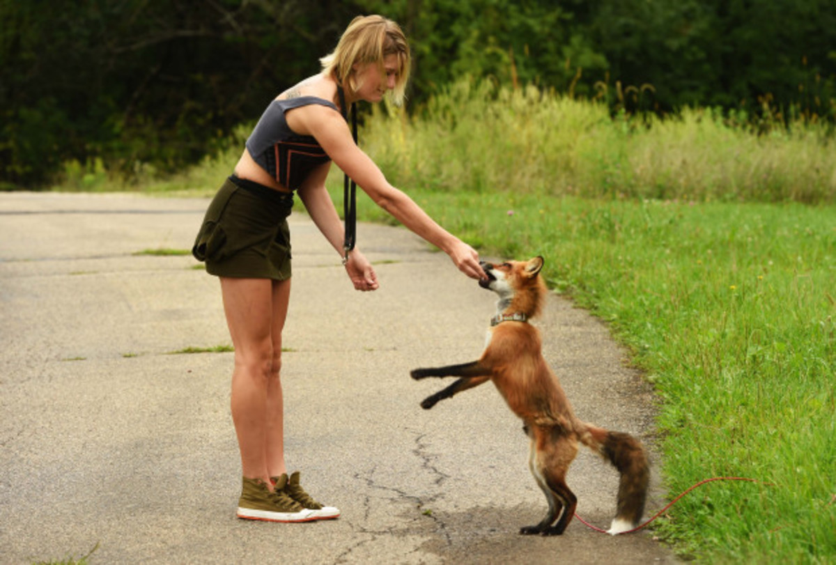 7-reason-fox-is-better-pet-than-dog