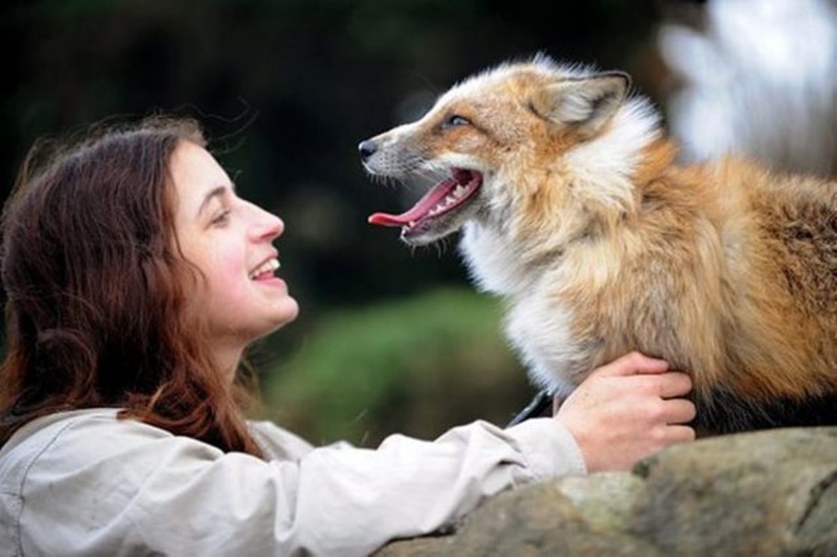 7-reason-fox-is-better-pet-than-dog