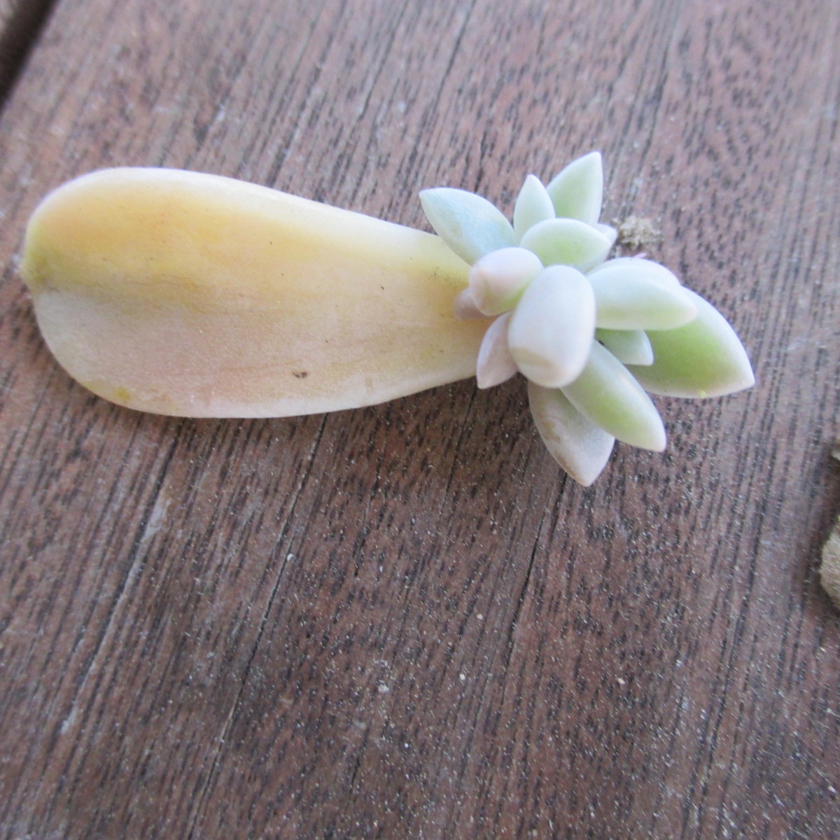 A new baby succulent growing on top of a leaf  that was taken from the Mother Plant