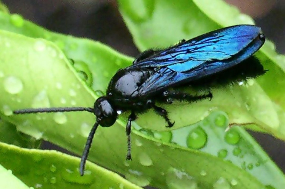 The blue flower wasp (Discolia soror) is also sometimes called the black flower wasp or hairy flower wasp.  They are most commonly found in Australia, where they are very much appreciated by gardeners.
