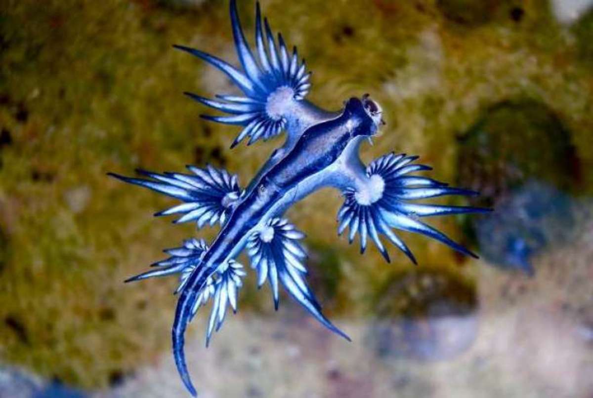 This gorgeous, deadly sea slug is known as Glaucus atlanticus.