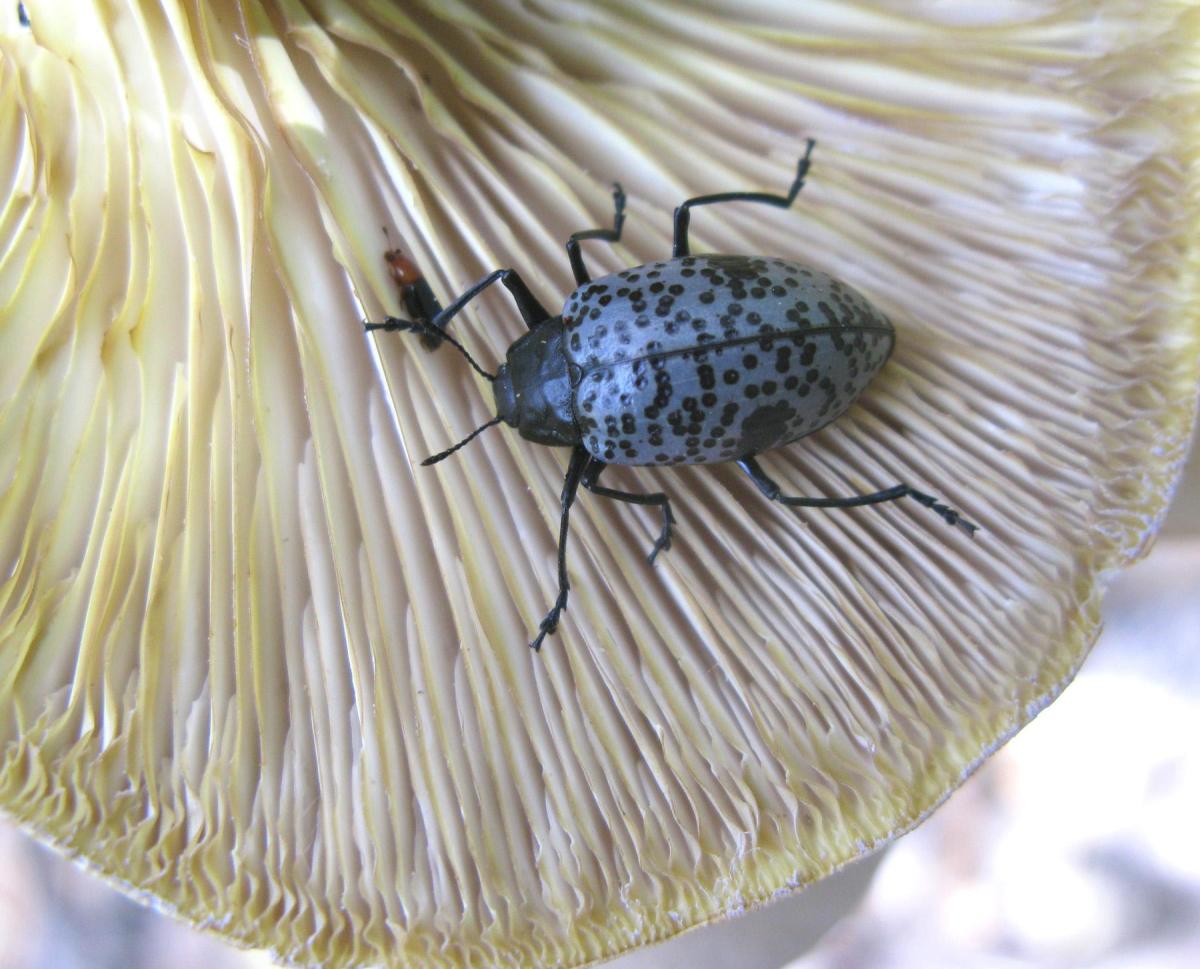 This is a photograph of the gibbifer californicus (blue polka dot beetle).