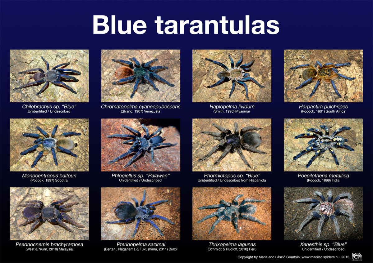 If you just can't get enough of blue spiders in your life, this poster is available online - thanks, but I'm going to pass.