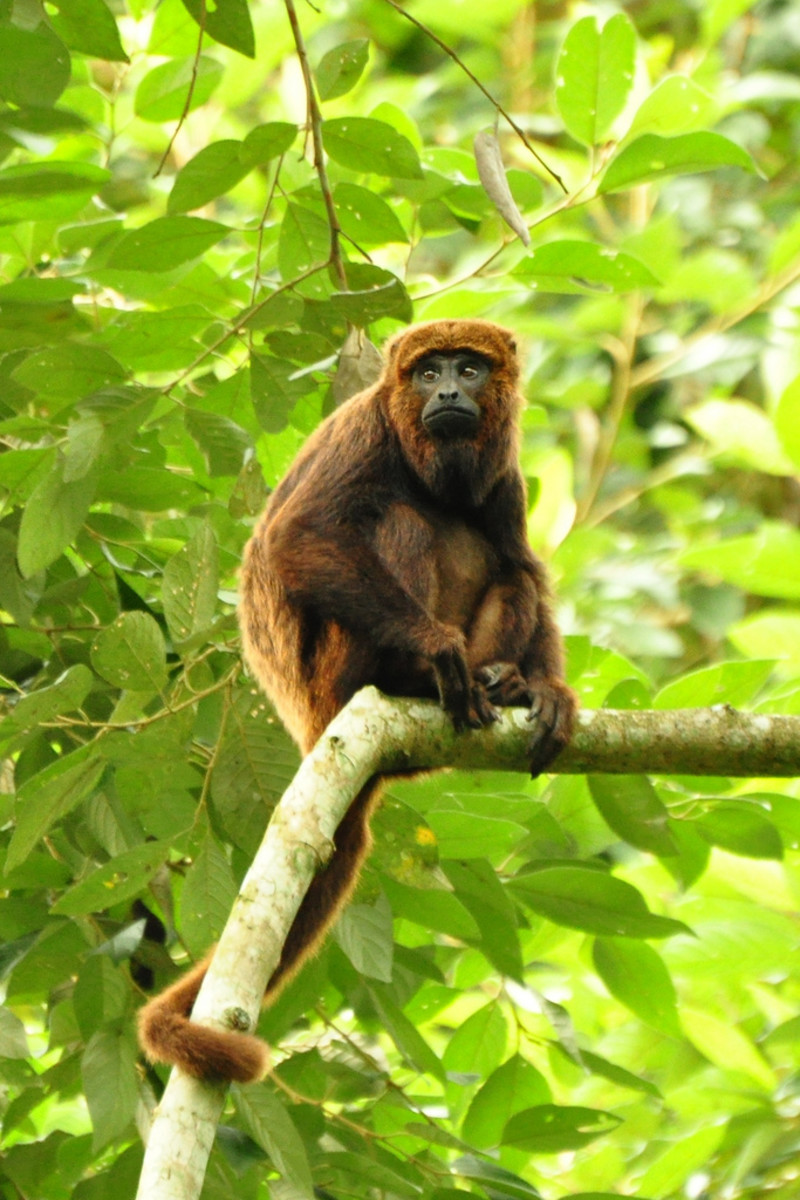 Brown howler monkey (Alouatta guariba)