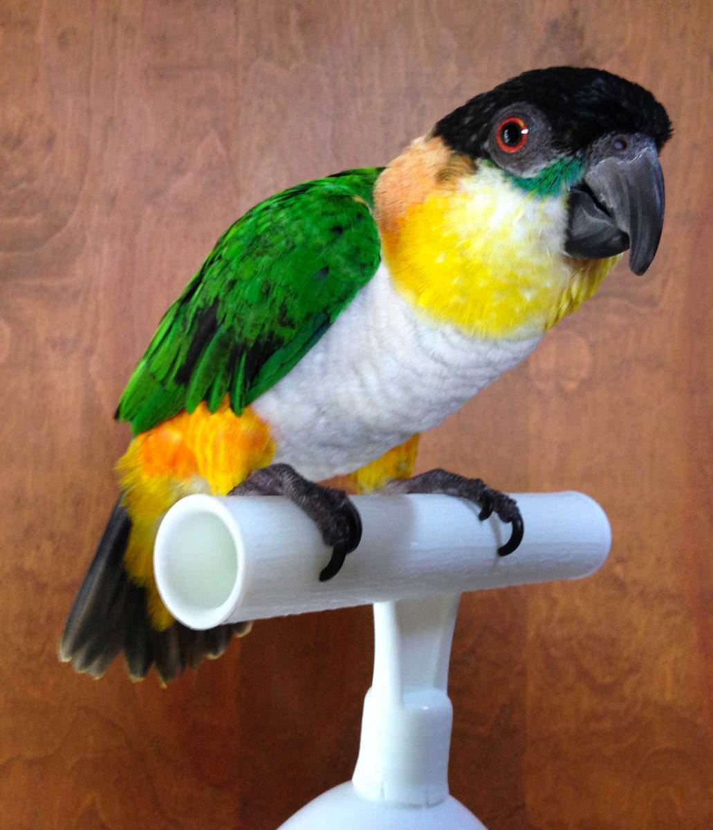 This is Jack.  He's a Black Headed Caique.  He's a beautiful bird and a great companion.