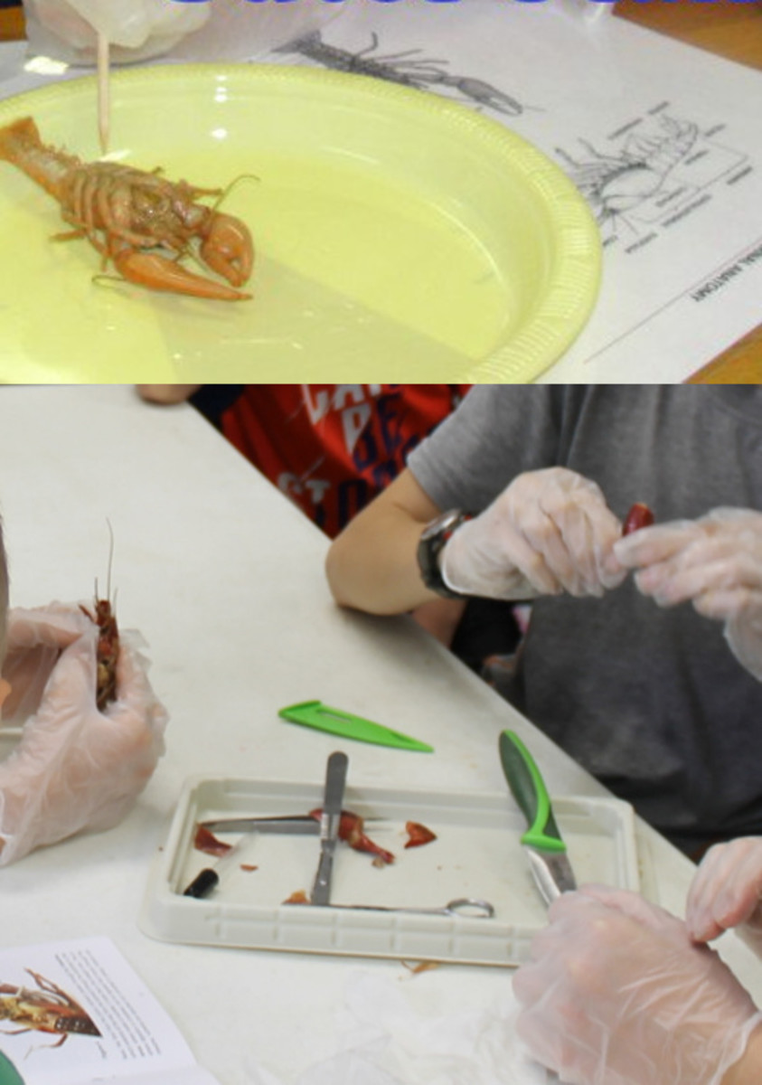 arthropod-dissection