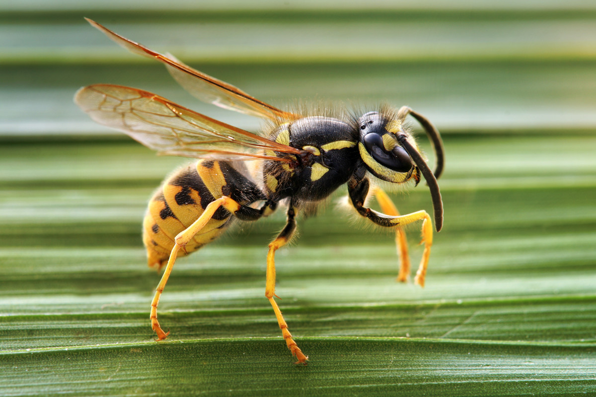 Bee and wasp stings can be painful.  However, the following remedies will help relieve the pain