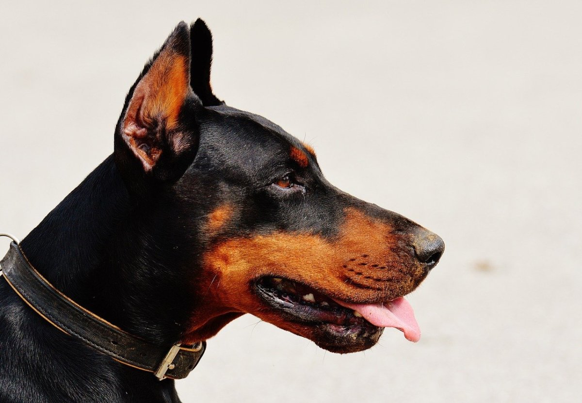 Rottweiler Doberman Mix - About the Rotterman