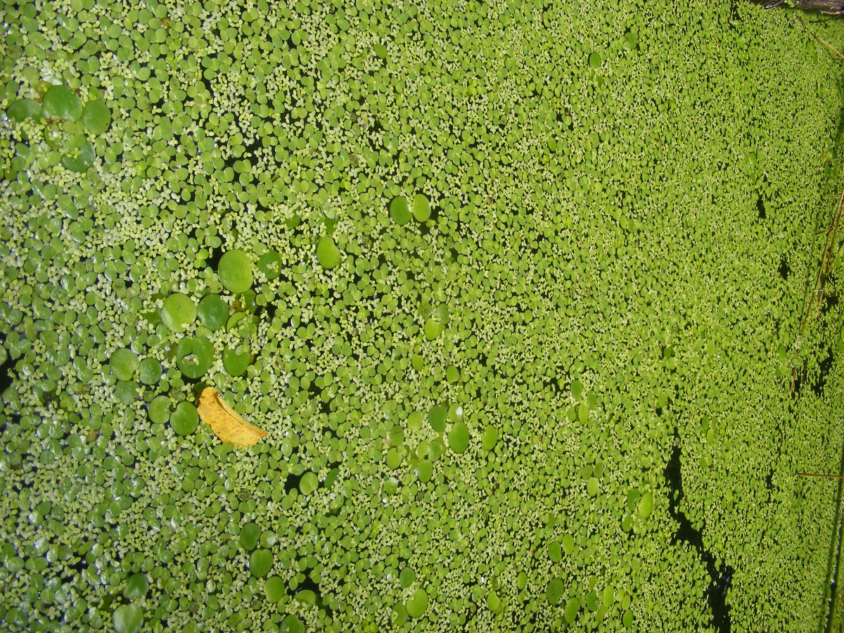 Duckweed and Amazon Frogbit in Pond