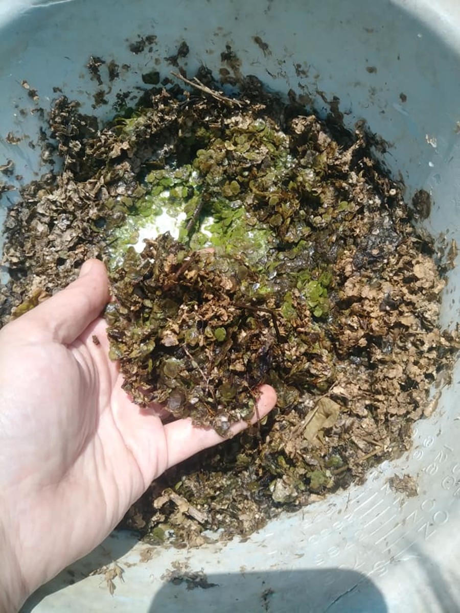 I forgot duckweed in a bowl that mostly dried out over the course of over a week. The top layer is dead, the bottom is still alive.