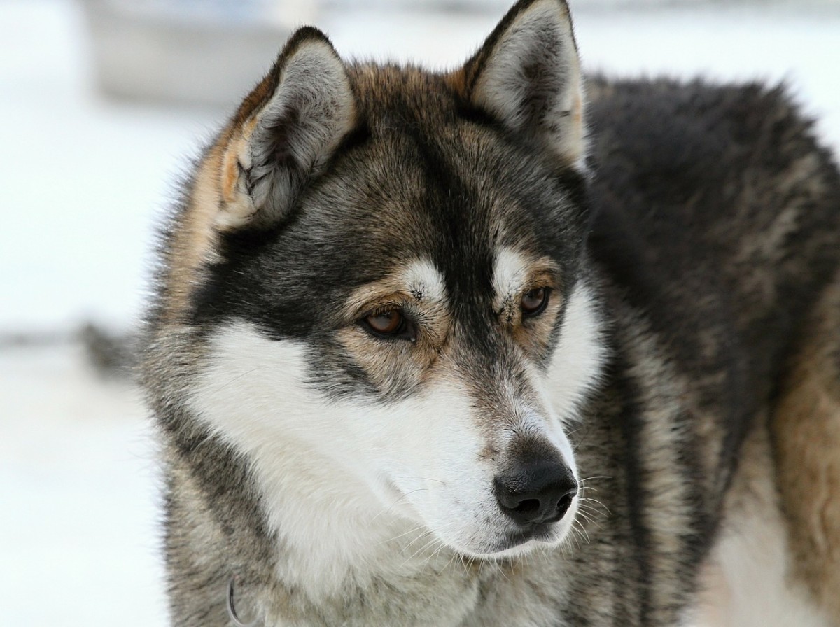 Husky Wolf Hybrid