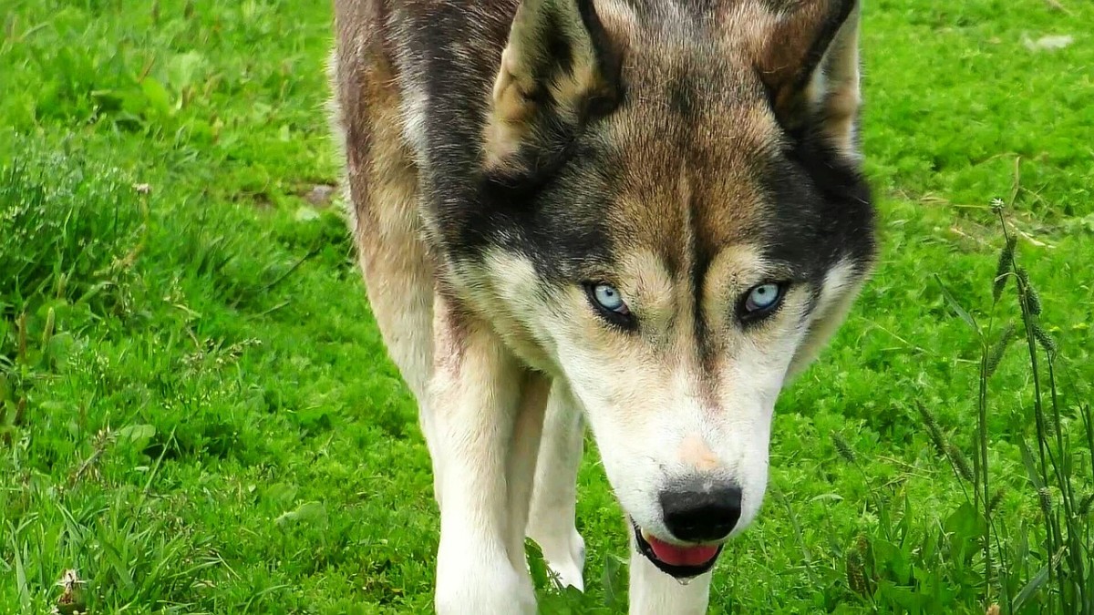 Husky Wolf