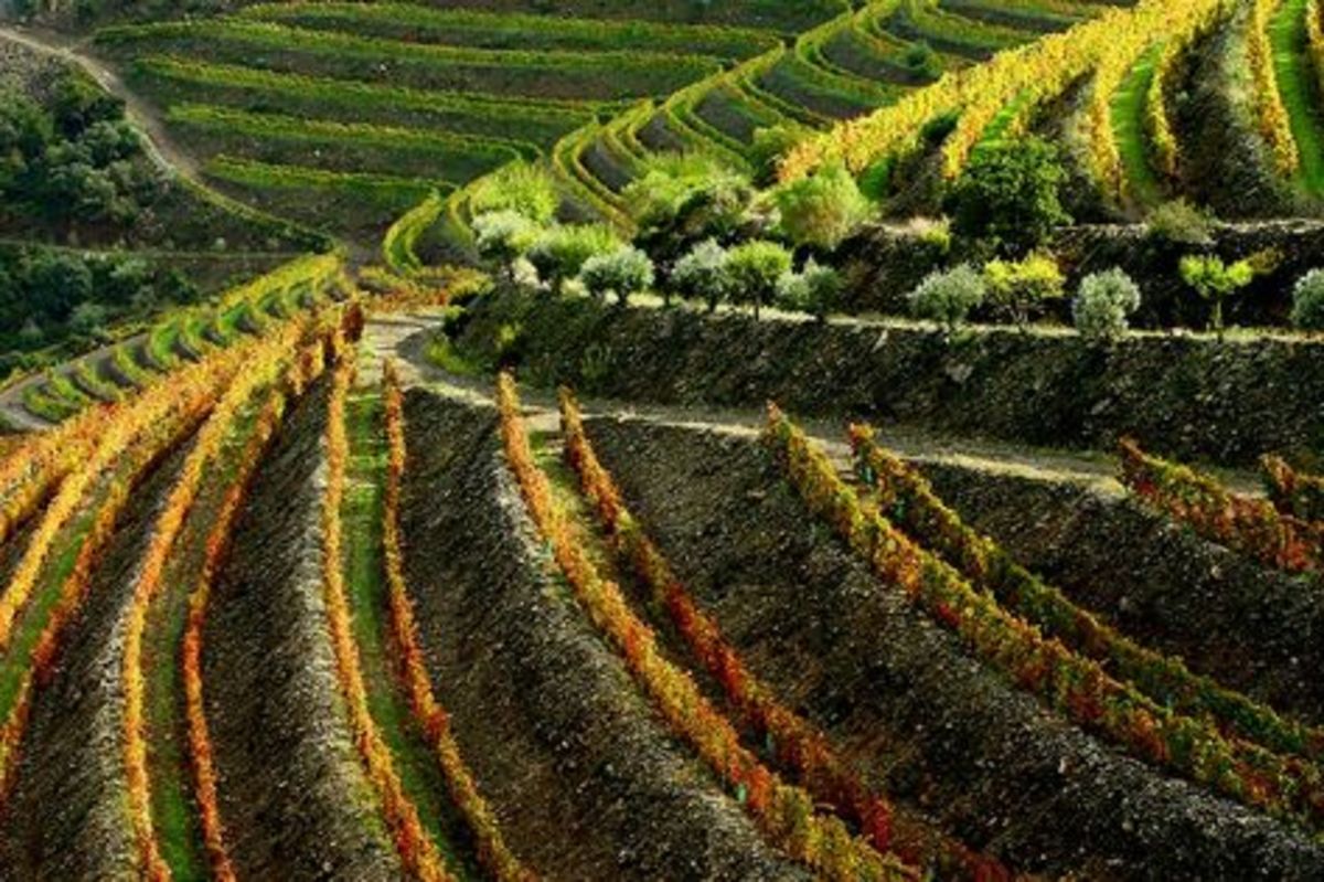 Portuguese Wine Regions
