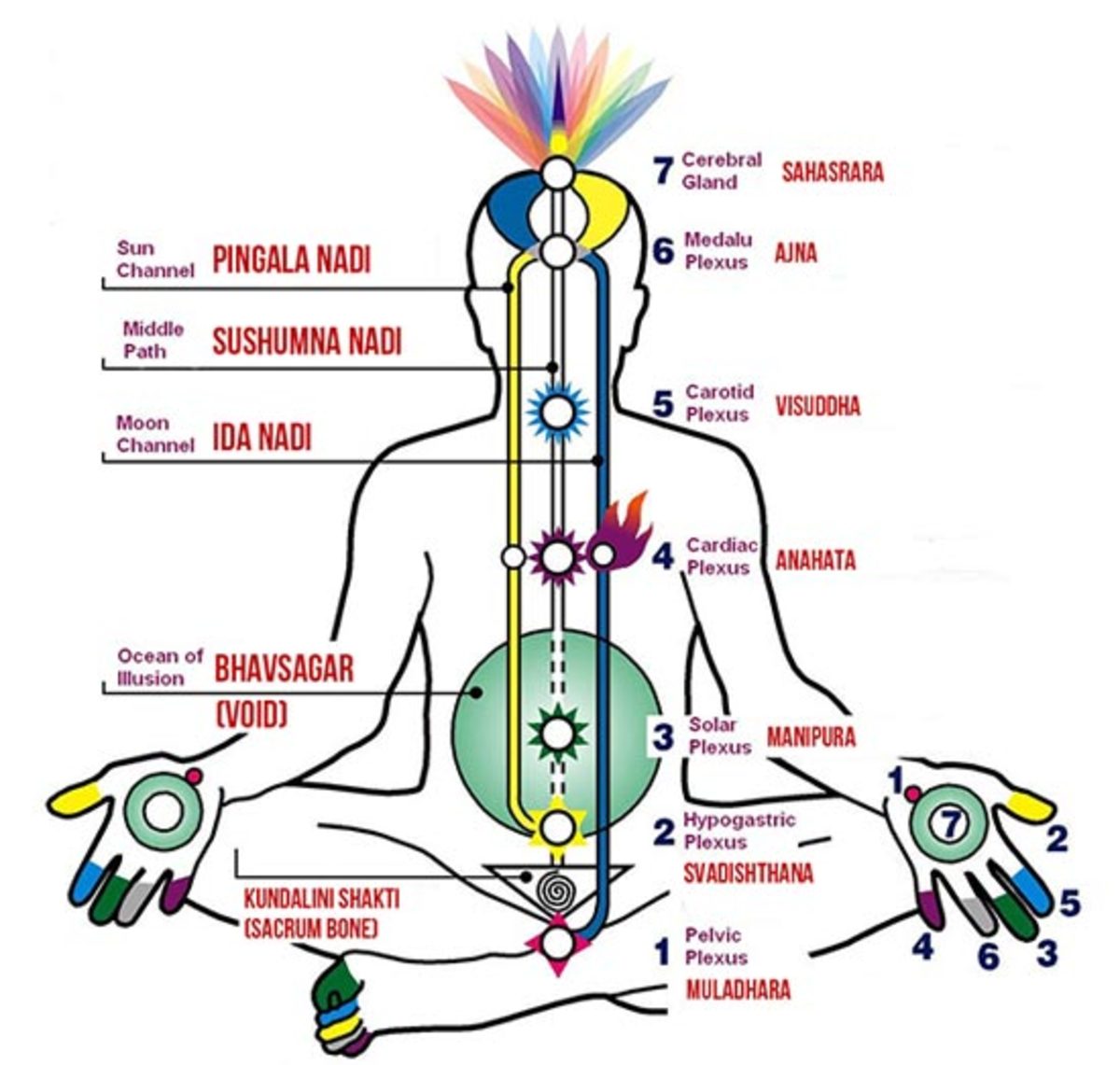 What Is The Physiology Of Kundalini And Chakras And How Kundalini 