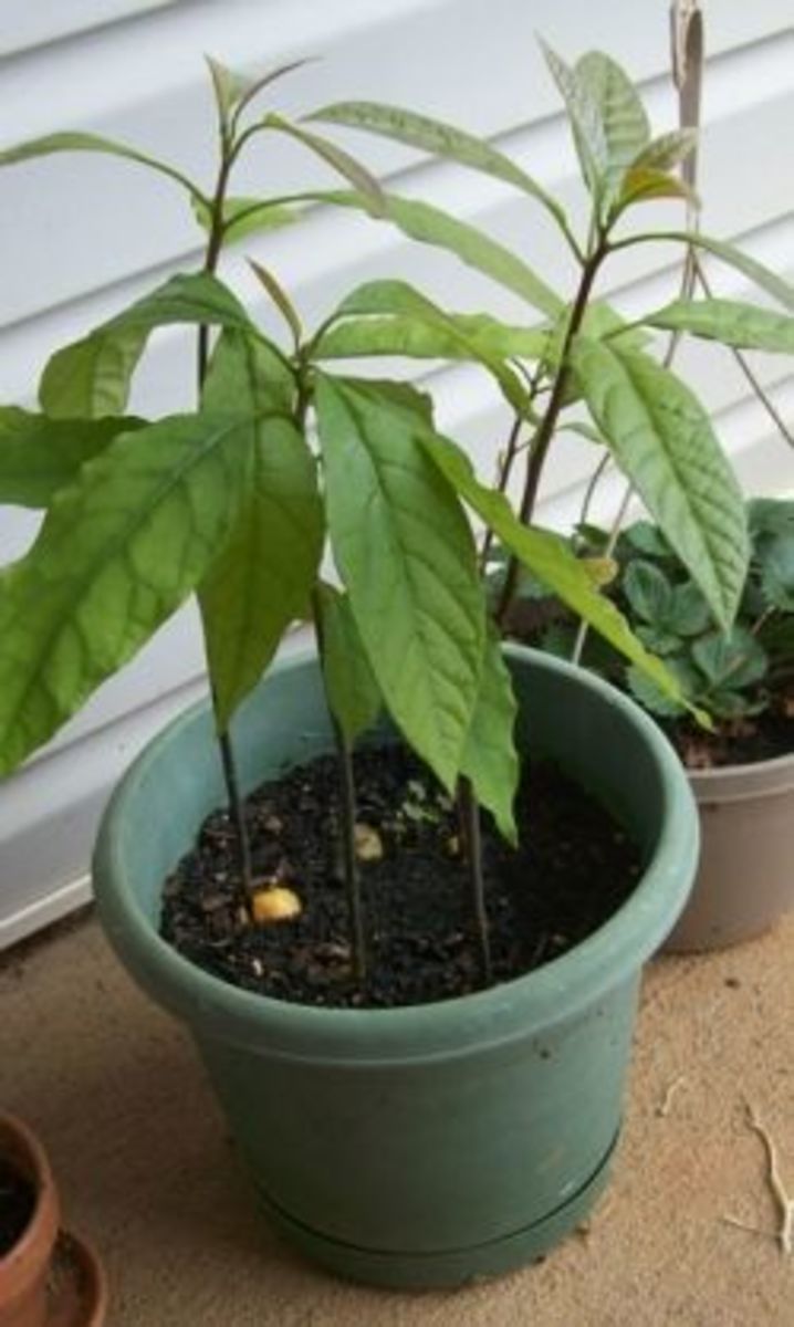 My 3 Month Old Avocado Trees