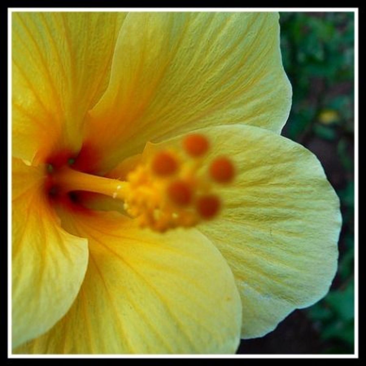 Yellow Hibiscus Hawaii