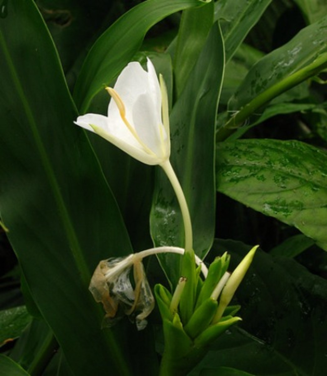 Single White Ginger Bloom (Awapuhi)