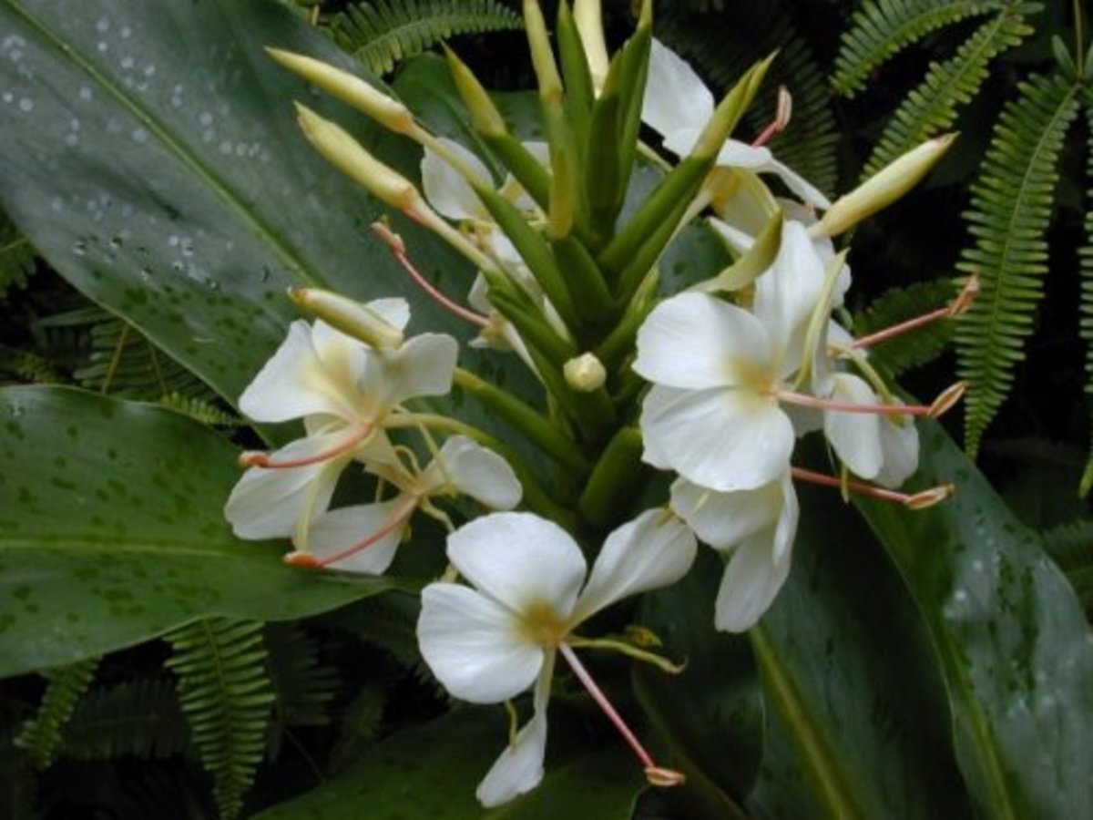 Hawaiian White Ginger Plant (Awapuhi Ke`oke`o)