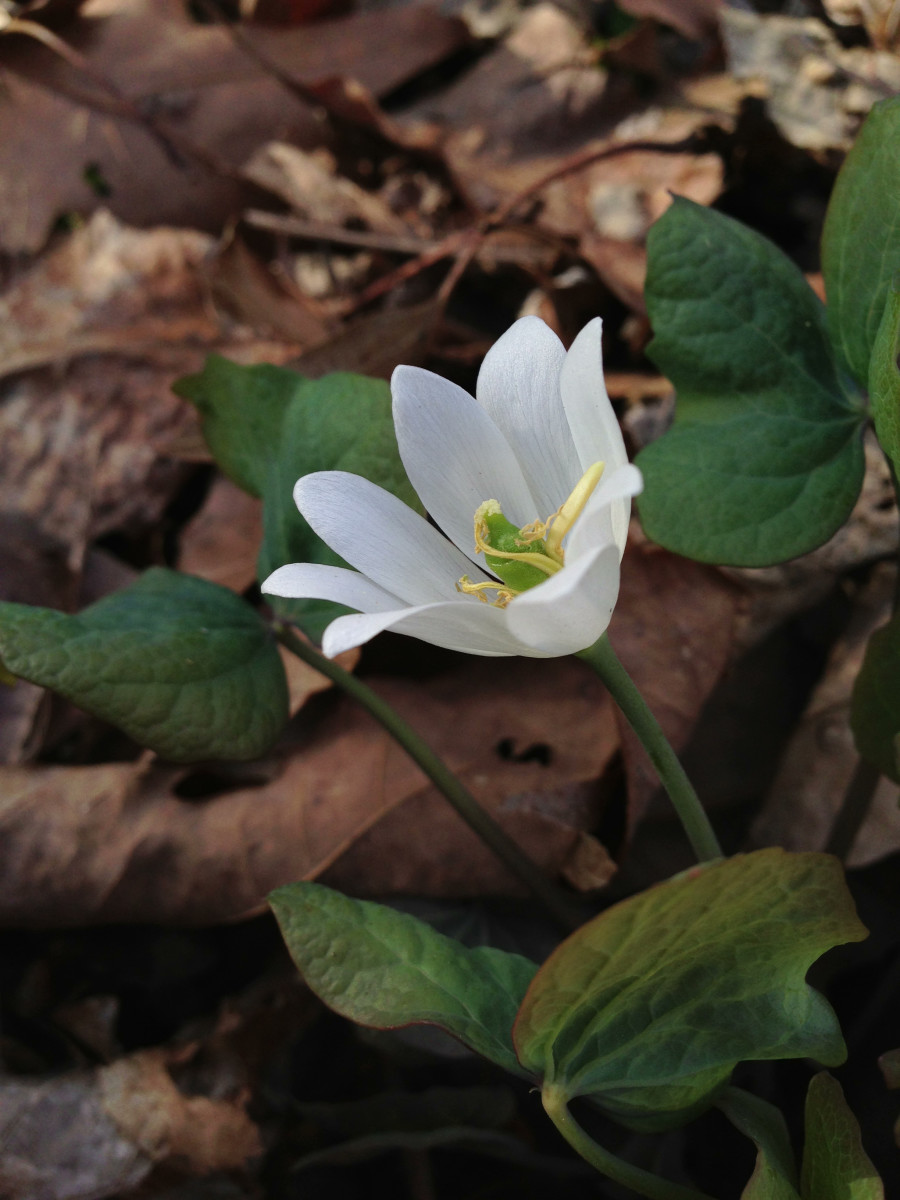 hubmob-weekly-topic-kentucky-springtime-wildflowers