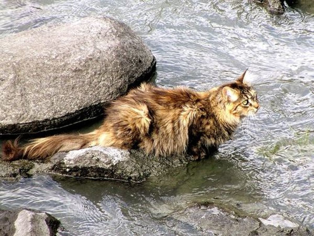 Norwegian Forest Cats can fish in freezing water