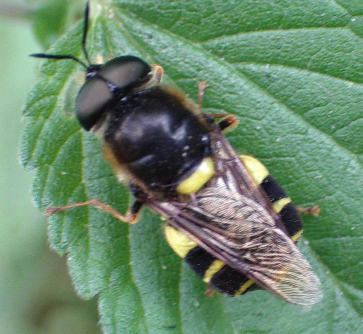 Wasps and yellowjackets would tend to stay away from an essential oil repellent, but are still a danger to those who may be allergic to their sting.
