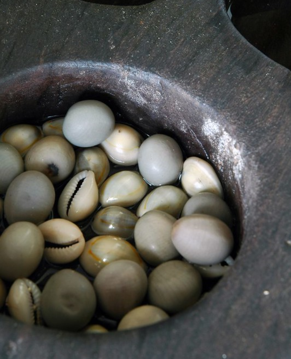 Cowrie shells and seeds used for mancala game play.