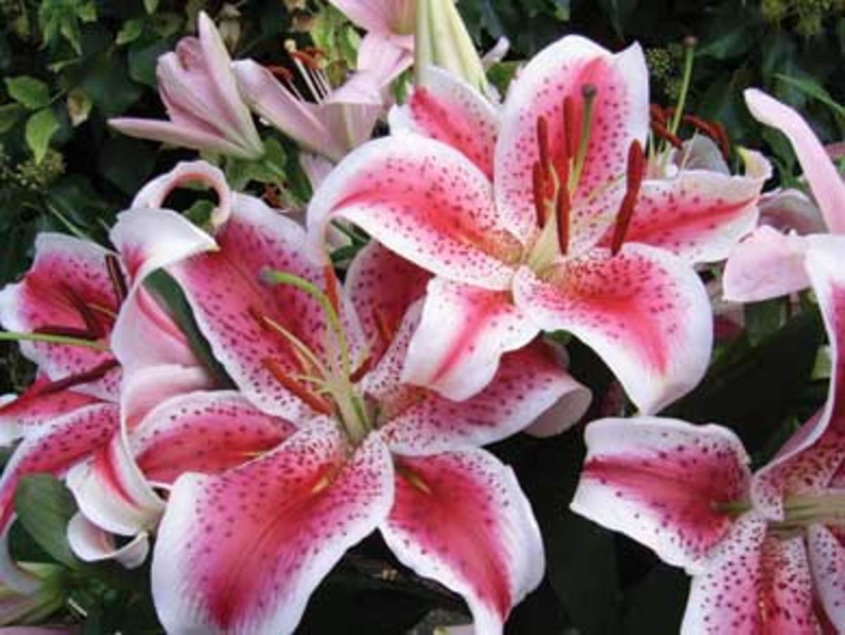 Lilies or a Lily can kill your cat within hours!