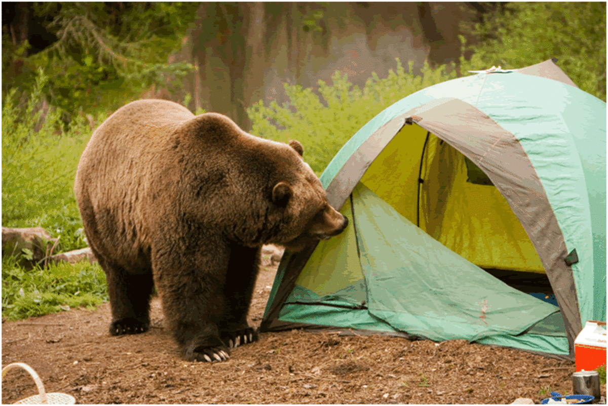 Camp sites are a great place to make new friends! Hello! Anybody home? Do you have food?