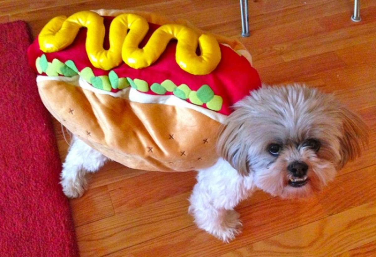 funny-fancy-dress-costume-ideas-for-pets-diy-homemade-buy
