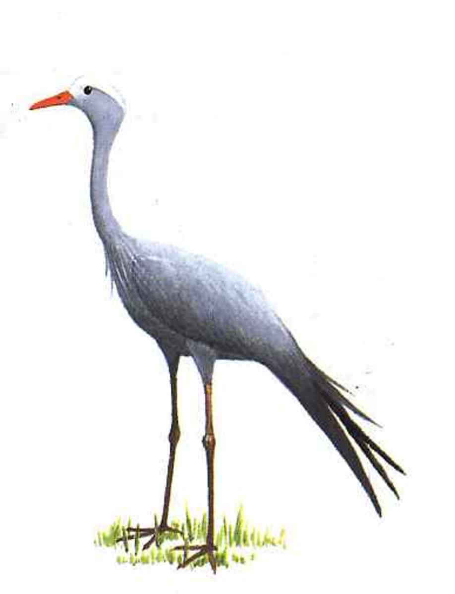 Blue Crane. Image from Kenneth Newman: Birds of Southern Africa