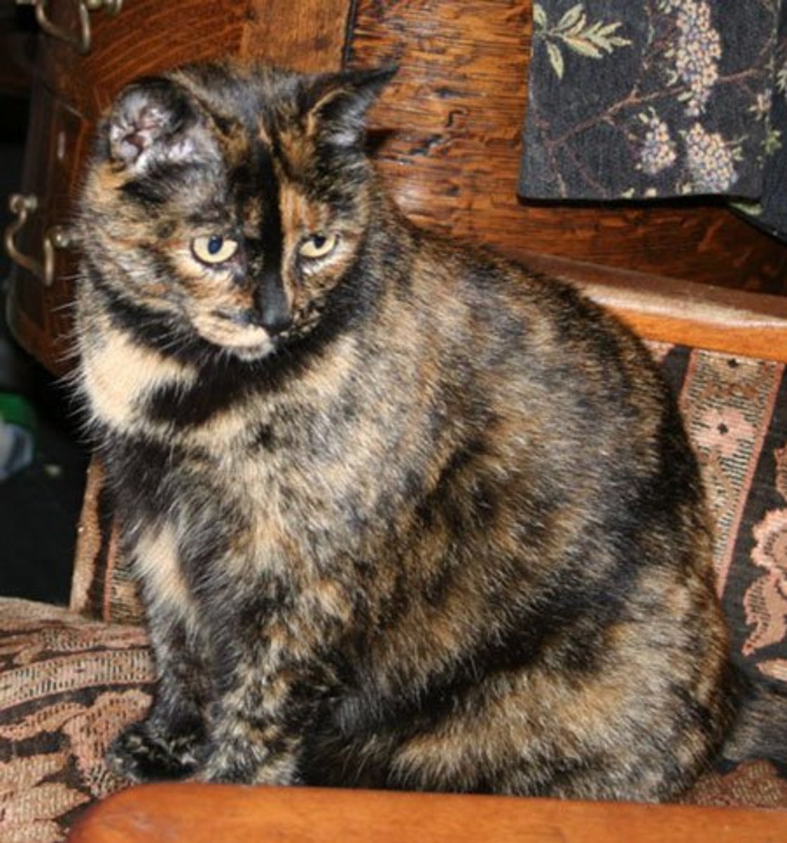 Tortoiseshell cats are small and unusual looking cats.  