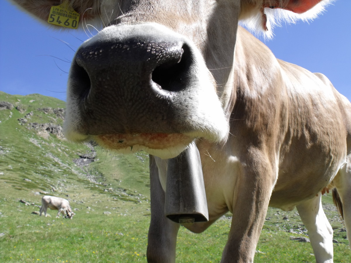 Why Swiss cows wear bells