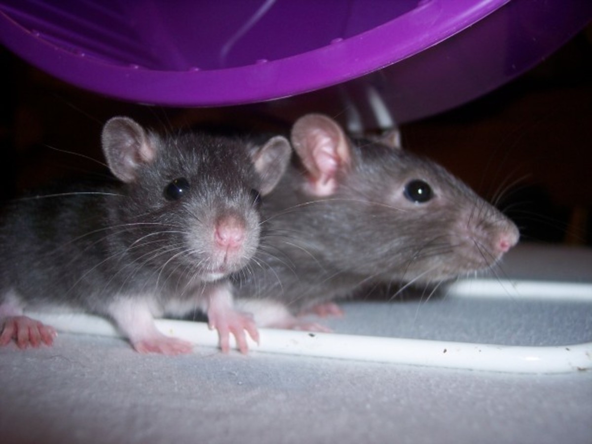 Rats In The House : Keeping Fancy Rats - Hubpages