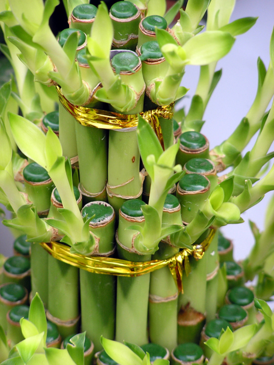 Gold ribbon is often added to the Lucky Bamboo to intensify its positive effect