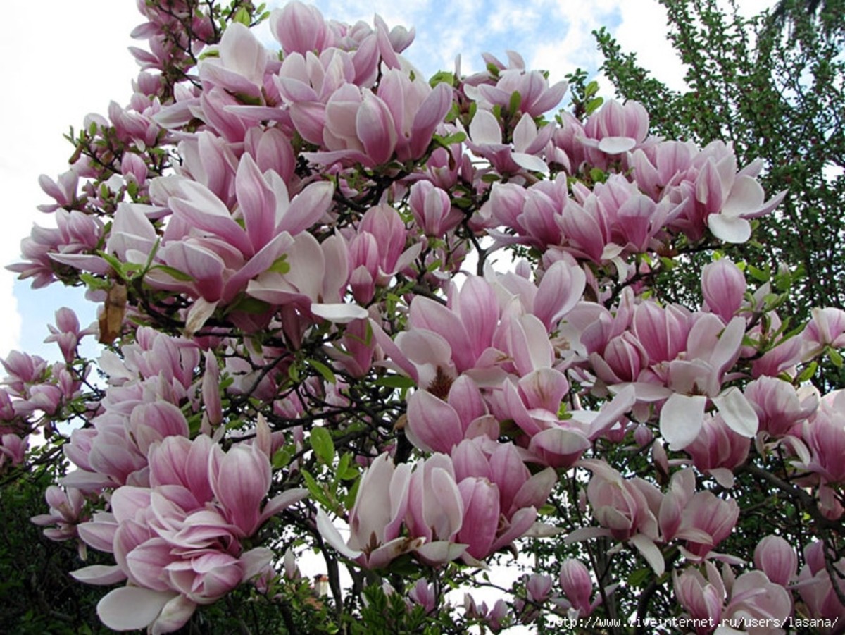 Magnolia is perfect for the harmonious garden