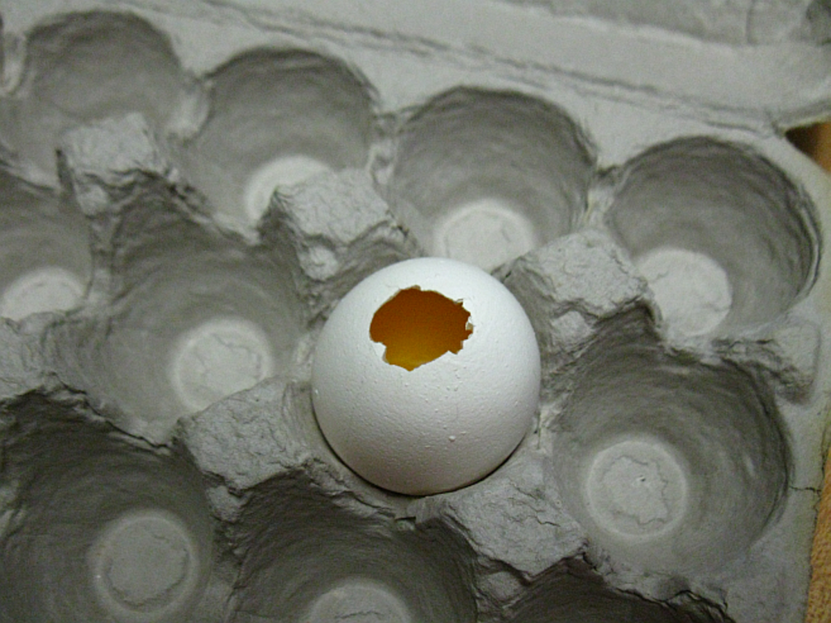 hole on egg showing the contents