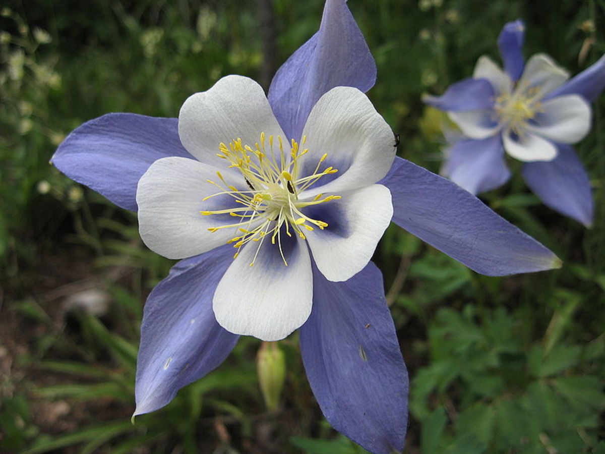 Columbine is one of the beautiful flowers that grows well in acidic soil. 