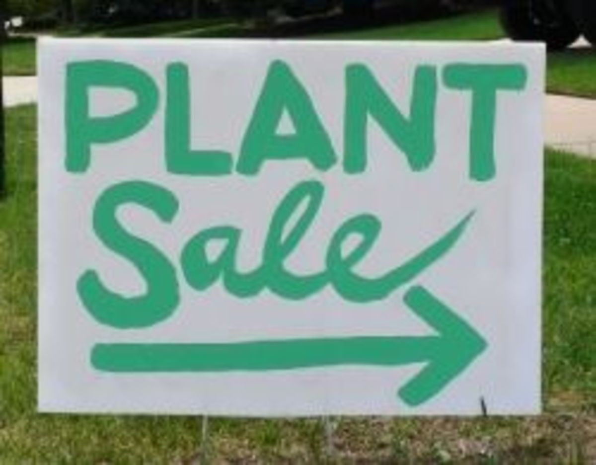 Where to Sell Your Plants Online