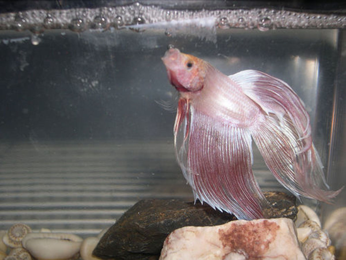 Beta fish making a bubble nest