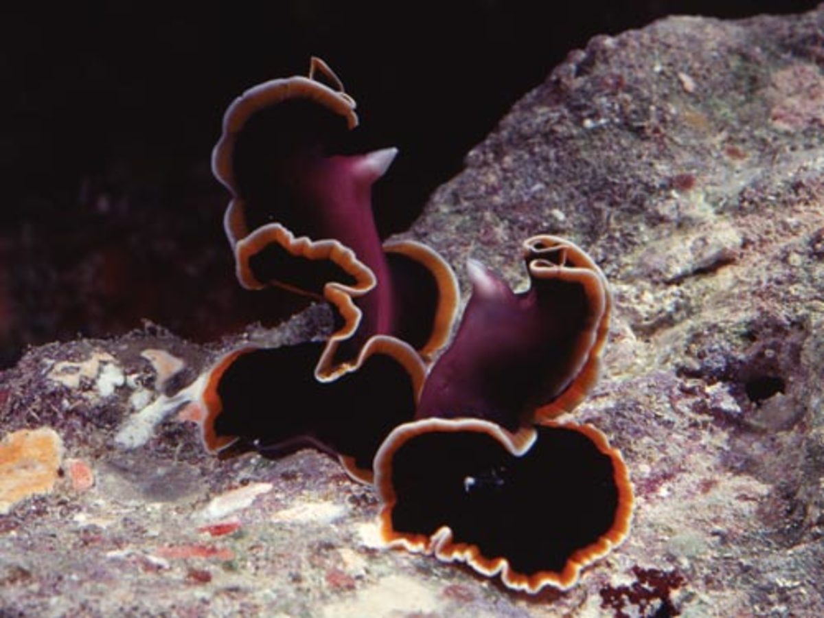 Two marine flatworms "penis fencing"
