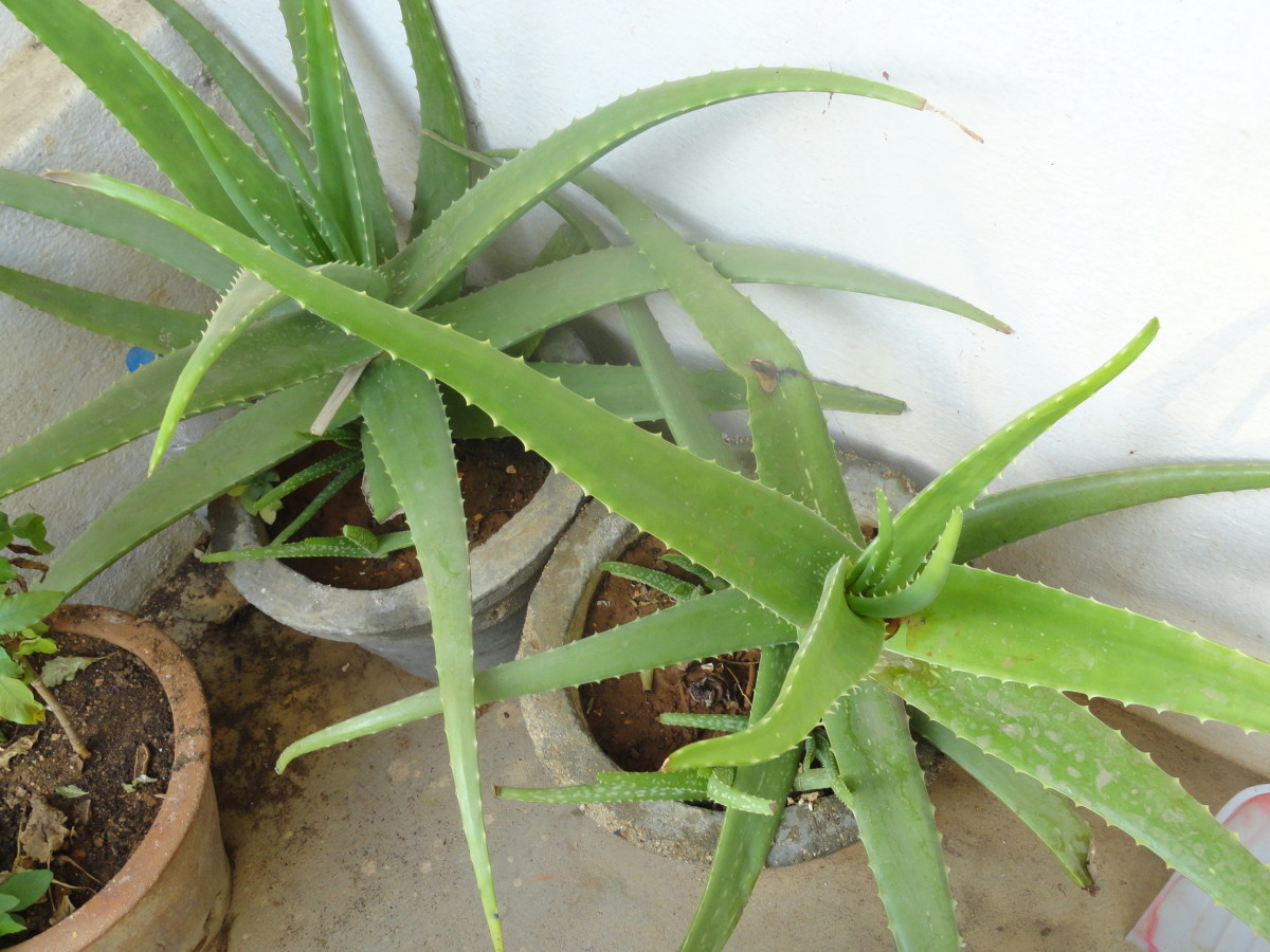 The Benefits of Aloe Vera and Aloe Vera Juice   HubPages