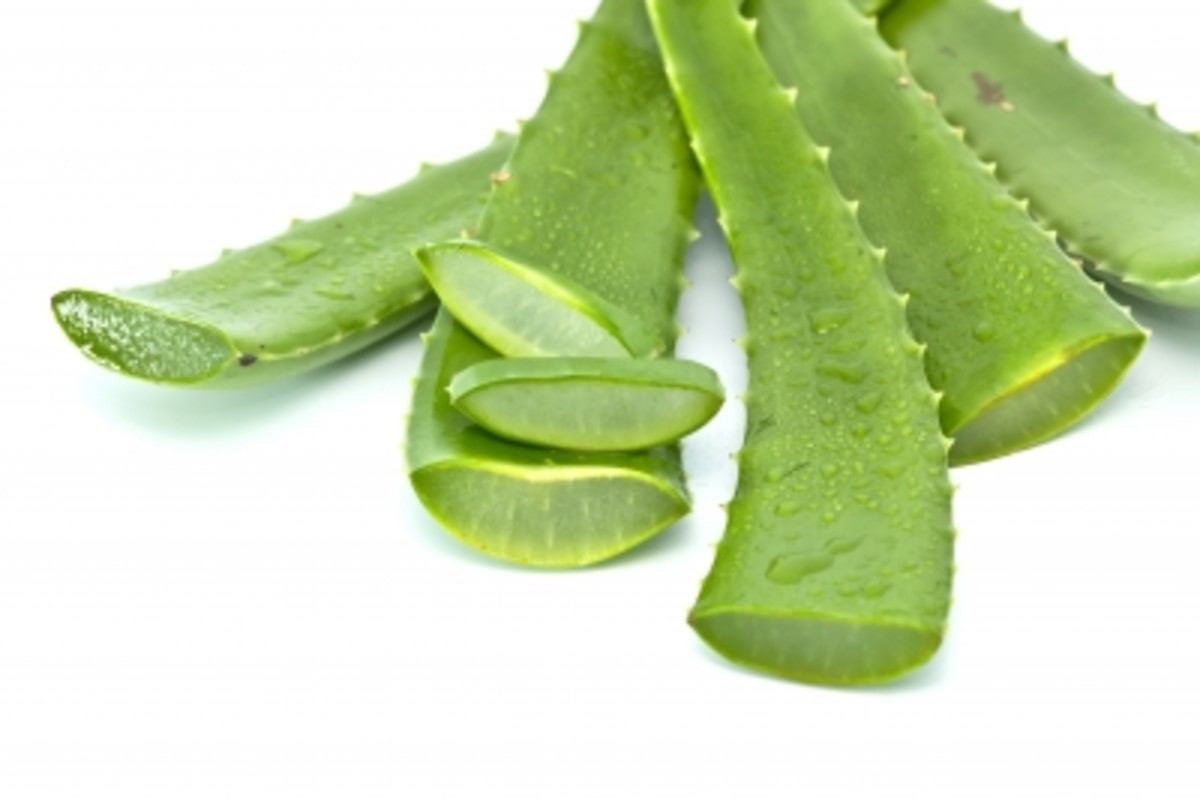 The Benefits Of Aloe Vera And Aloe Vera Juice Hubpages