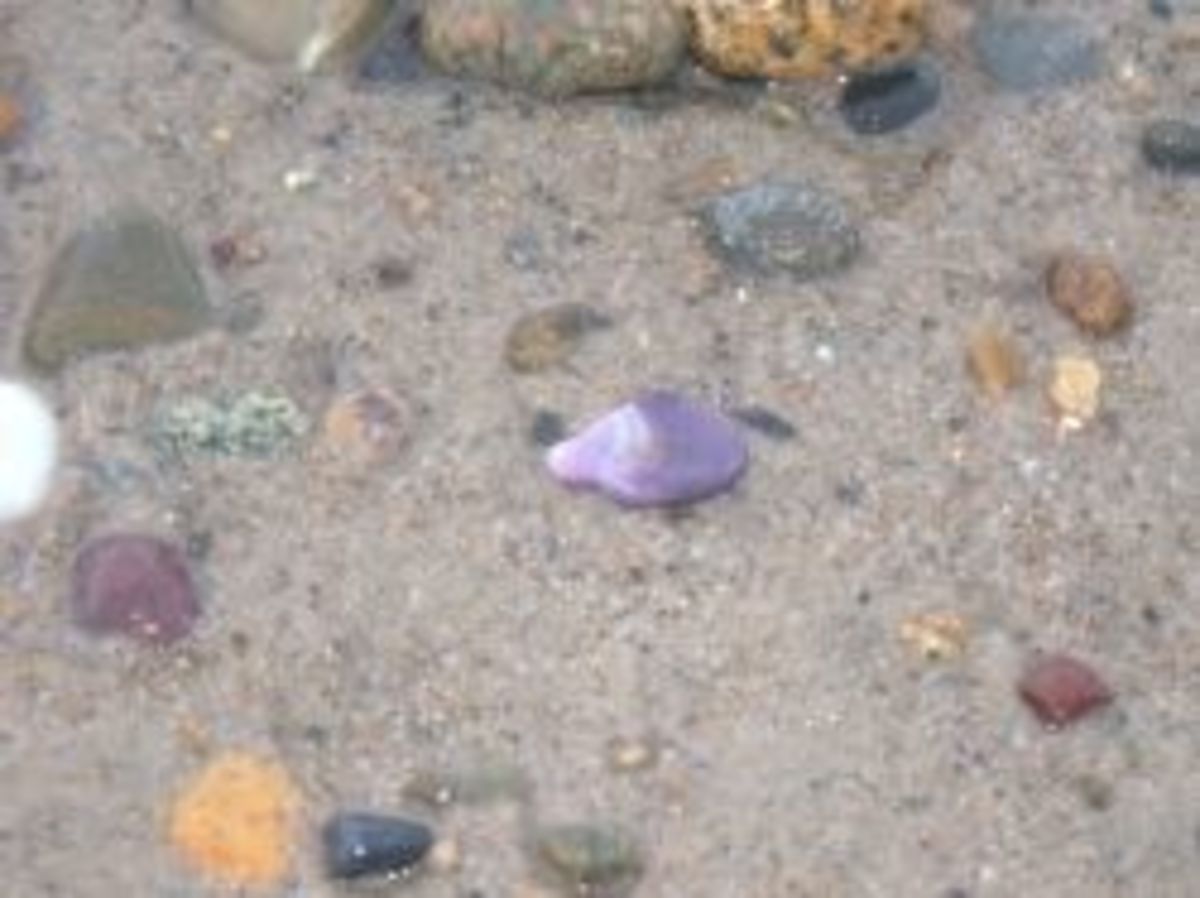 Wampum shell on the beach