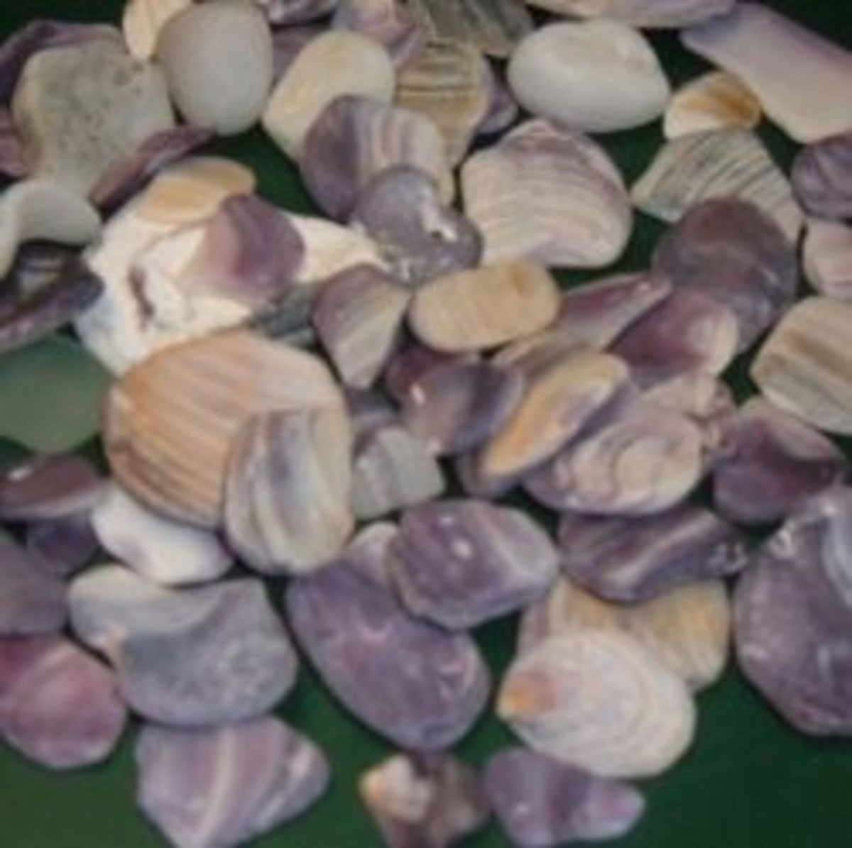 Wampum Shells