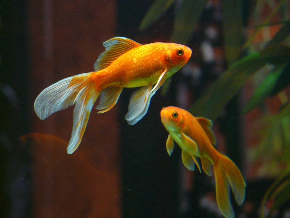 facts-and-information-on-goldfish
