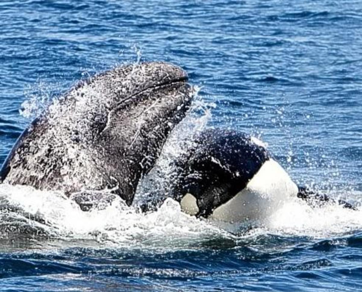 Transient Orca attacking a gray whale calf
