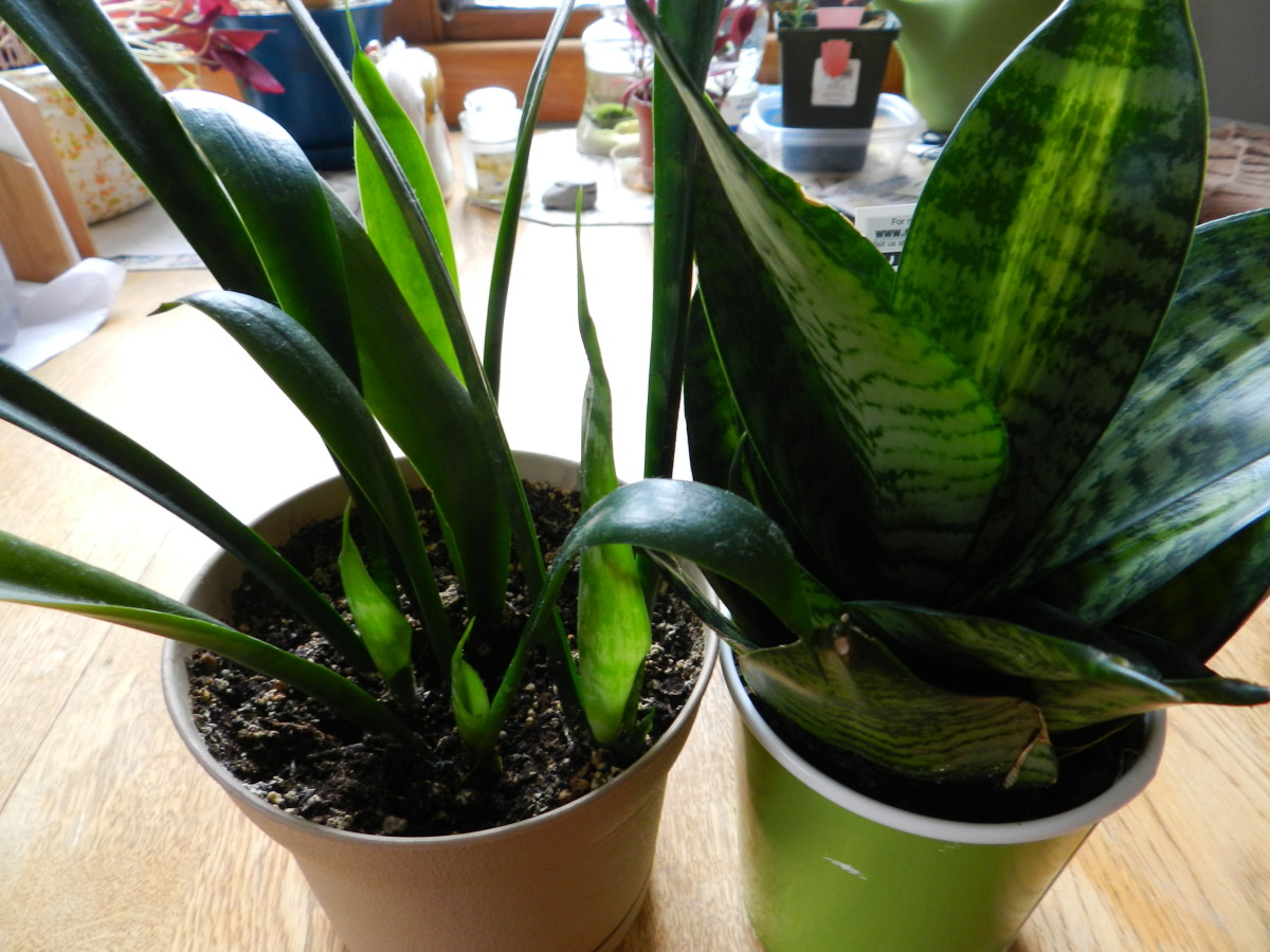Two snake plants ready for propagation.