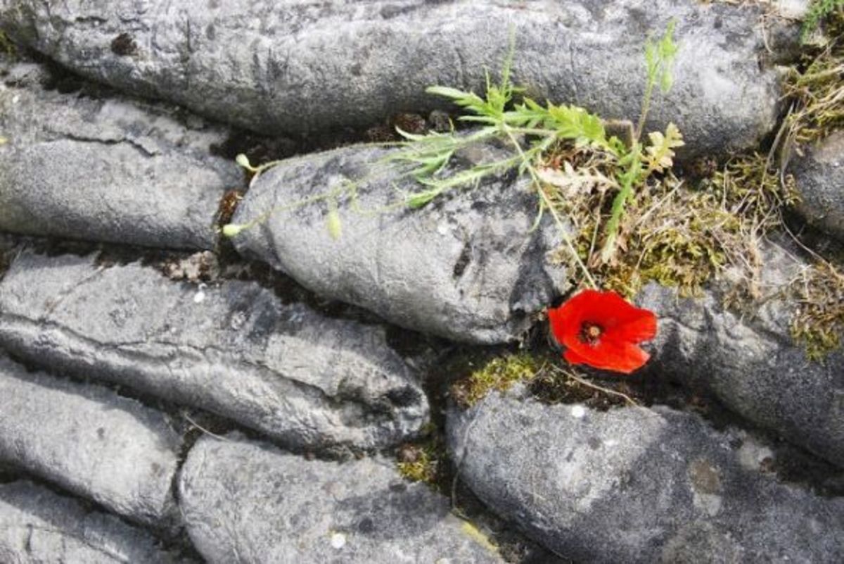 Red Poppies “In Flanders Fields” - RelicRecord