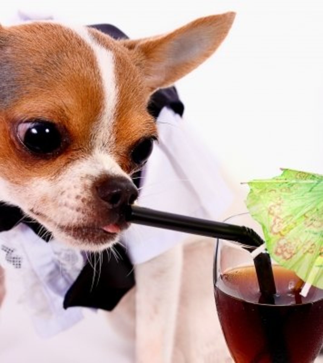 Chihuahua for sale--insists on red wine after dinner.