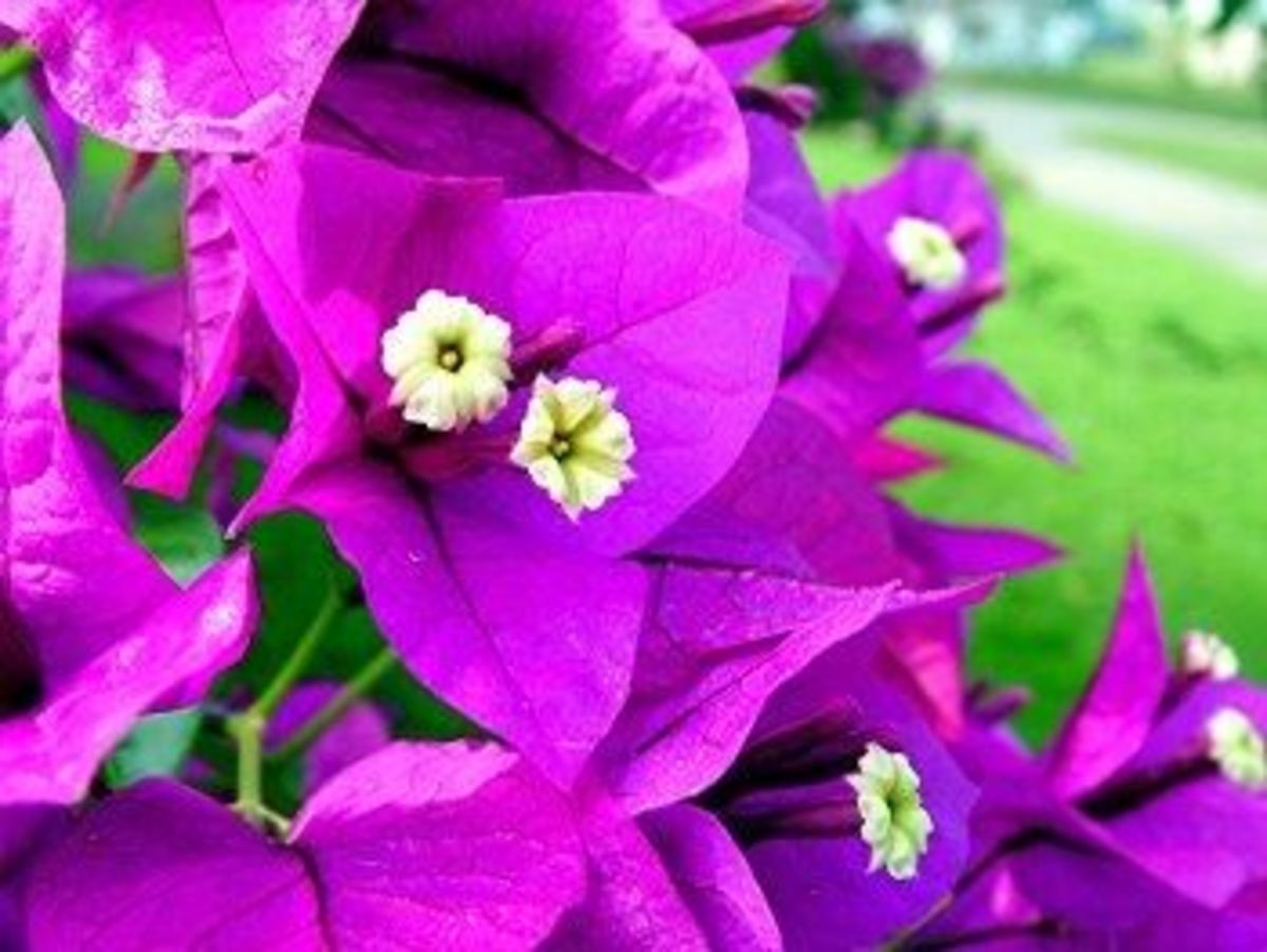 bougainvillea bloom
